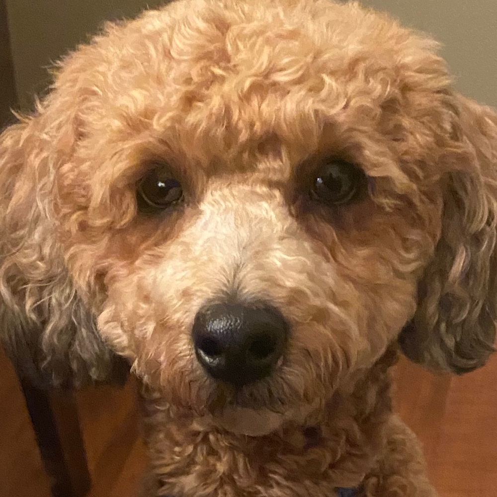 Meet your Posher, Nikki